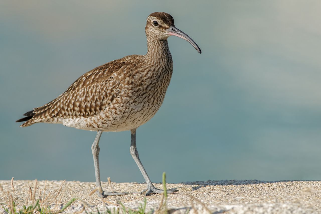 Chiurlo piccolo (Numenius phaeopus)